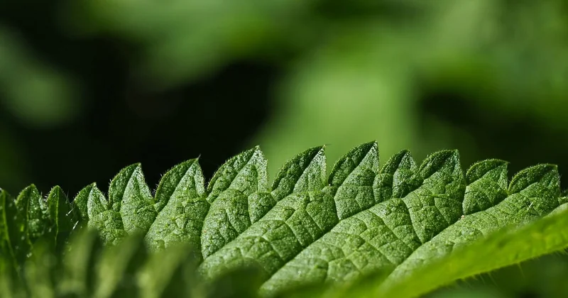 Ce que recouvre l'expression « plante sacrée »
