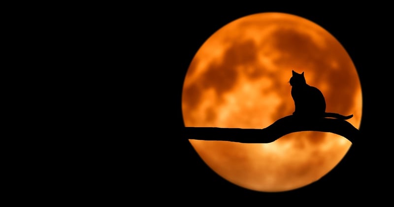 Pleine lune et rituels de manifestation : le mode d'emploi qui change tout